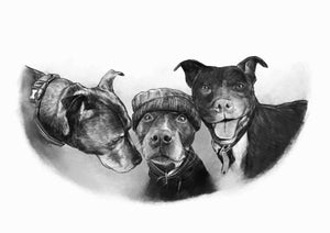 Black and white portrait with pets or animals - Three dogs drawn one with a hat - drawings and portraits from your photos - drawking.com - DrawKing